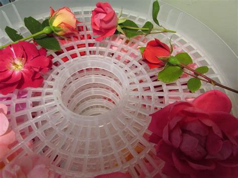 Projects – Drying Roses – MINDING MY P'S WITH Q