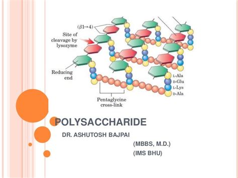 Chemistry and Structure of Polysaccharide