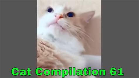 Funny Cat Video 2023 - 61 - YouTube