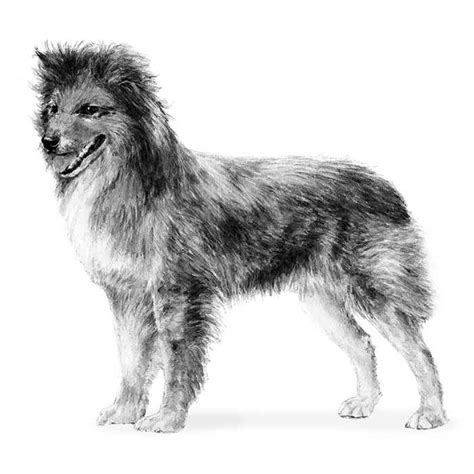 Pyrenean Shepherds: Dog breed info, photos, common names, and more ...