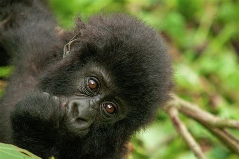 baby wild mountain gorilla Virunga park Congo Photograph by Christian Santi - Fine Art America