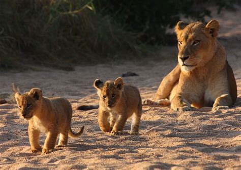 Tanda Tula, Timbavati: The Lowdown – EXTRAORDINARY AFRICA