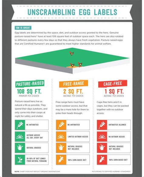 Understanding Egg Carton Labels: Pasture Raised vs Free Range vs Cage ...