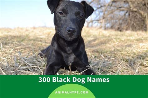 300 Black Dog Names (Cute and Funny) - Animal Hype