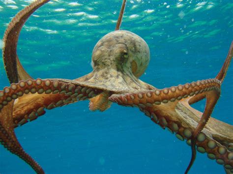 Octopus | mollusk genus | Britannica