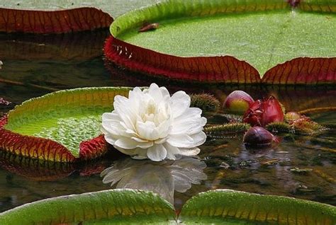 Glimpse the Giant Water Lily