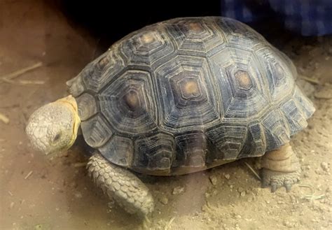 Sonoran Desert Tortoise Facts and Pictures