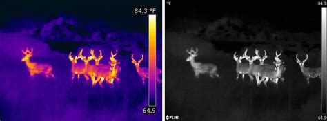 Explained: Night Vision vs Thermal Imaging - Butler & Land Technologies ...