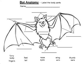 Bat Anatomy: Label Body Parts - PDF by Smart Lesson Plans 2 Go | TpT