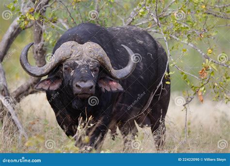 Cape Buffalo Stock Photo - Image: 22422090