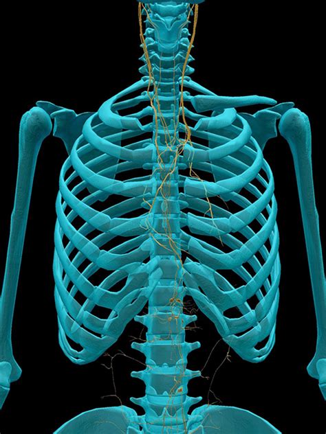 Viva the Vagus! Five Facts About the Tenth Cranial Nerve