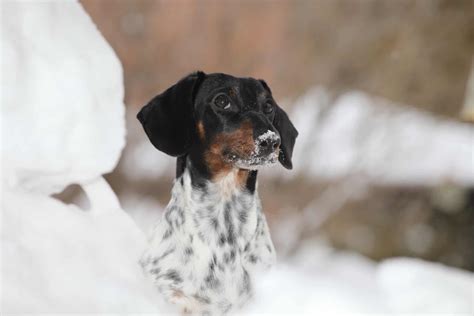 Piebald Dachshund - A-Z Animals