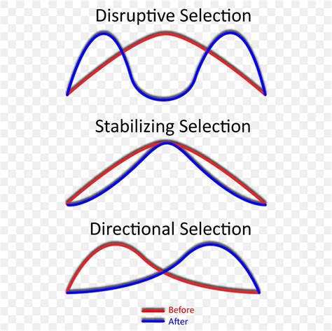 Stabilizing Selection Directional Selection Disruptive Selection Natural Selection Phenotype ...