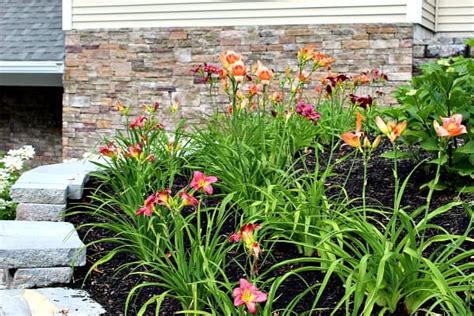 Daylilies: Care, Maintenance, and Uses - Plant for Success