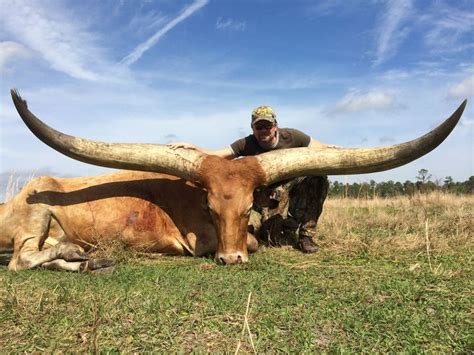 watusi cattle - Google Search | Animals, Cattle, Zoo photos