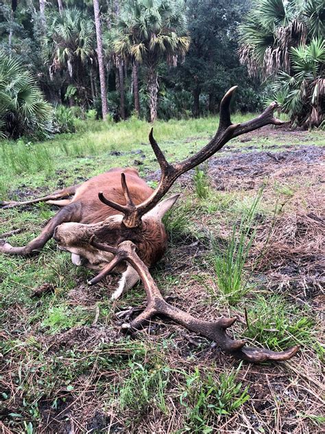 Red Deer - 3 Day Hunt - Antlered Acres: Okeechobee Hunting