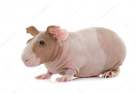 Skinny guinea pig — Stock Photo © cynoclub #113939304