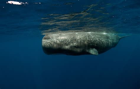 Cachalote (Physeter macrocephalus) - CRAM