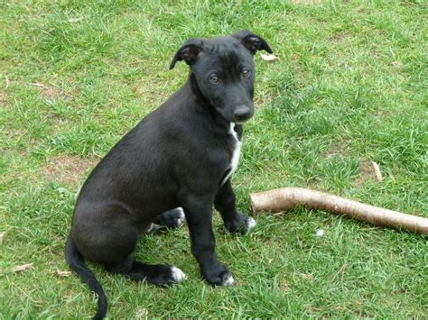 Are Lurchers Affectionate