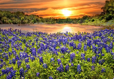 Bluebonnet Sunset Photograph by Lynn Bauer