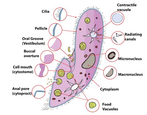 Draw a neat labelled diagram of Paramoecium