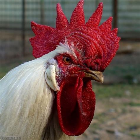 hahn - Google zoeken | Chicken pictures, Farm animals, Cute animals