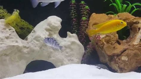 Cichlid Breeding Behaviour - YouTube