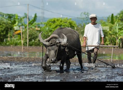 Farmer and his trusted carabao (water buffalo) ploughing field to prepare it for planting rice ...