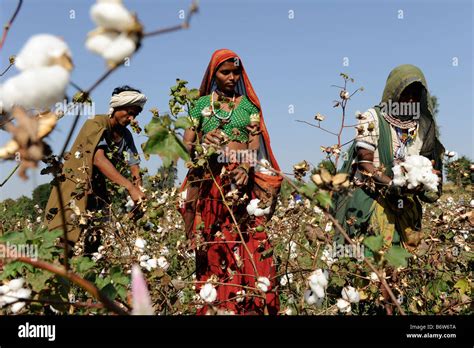 India M.P. Khargone , fair trade and organic cotton farming , tribal women in sari pluck cotton ...