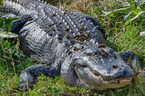 Alligator: Habitat, Diet, Behavior & More (Species Overview)