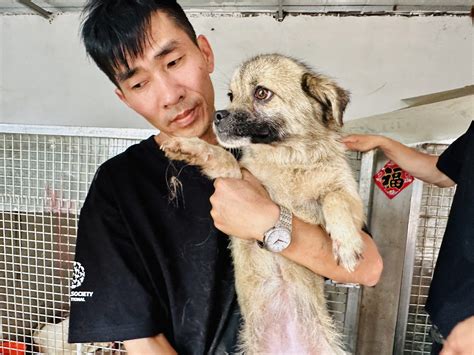 Activists rescue dogs from a Yulin slaughterhouse, June 2023 - World ...