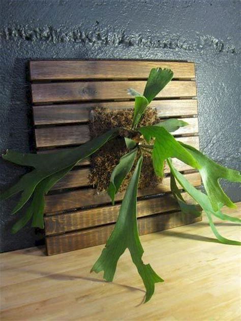 Apartment Indoor Gardening With Tropic Indoor Plants Home to Z | Staghorn fern, Staghorn plant ...