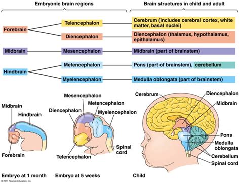 Pin on The Nervous System