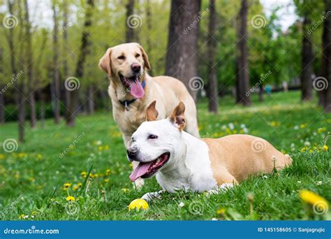 Springtime Happy Dog Friends Stock Image - Image of cute, male: 145158605