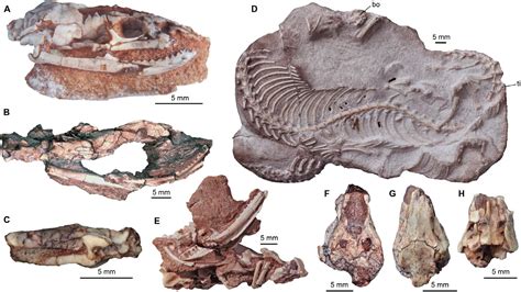 New fossils shed light on how snakes got their bite and lost their legs