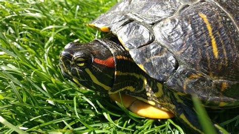 How to Care for Red-Eared Slider Turtles: Vet-Reviewed 2024 Care Guide ...