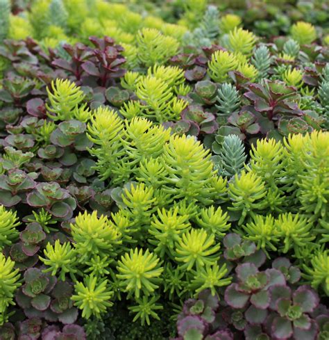 20 Impossible-to-Kill Outdoor Plants | Sedum plant, Sedum garden, Succulents garden