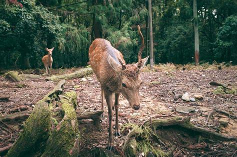 Nara Park: Spend a Day with Bowing Deer & Other Things to See and Do