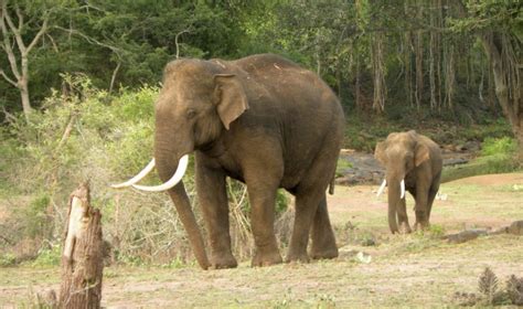 Study Predicts Major Losses To Asian Elephant Habitats By 2070 – Asian Scientist Magazine