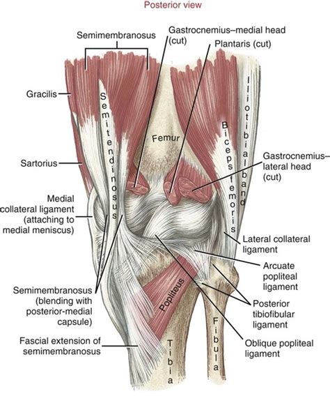 Structure and Function of the Knee | Musculoskeletal Key