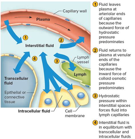 What Causes Water Retention and How To Get Rid of Water Retention