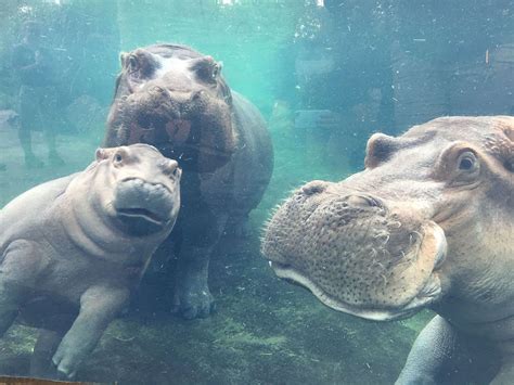 Baby Hippo Fiona's First Family Photo with Parents at Cincinnati Zoo