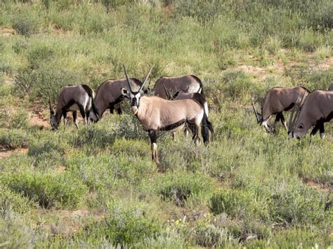 Herd of gemsbok stock photo. Image of calves, male, colour - 2629898