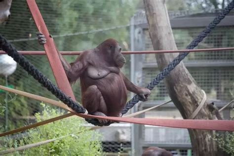 The Amazing Animals at Oklahoma City Zoo: A Fun and Inspiring Day Out!