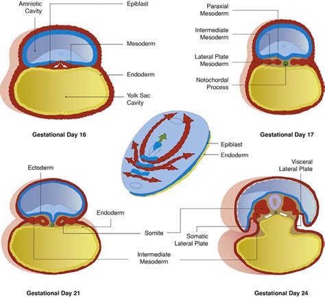 Formation of Mesoderm. Formation and segregation of the mesodermal germ... | Download Scientific ...