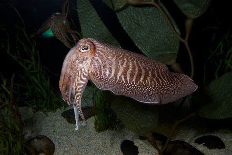 Cuttlefish may offer model for bioinspired human camouflage and color-changing products