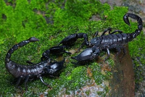 10 Incredible Scorpion Facts - A-Z Animals