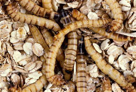 Yellow Mealworm Beetle larvae - Stock Image - F031/3456 - Science Photo ...