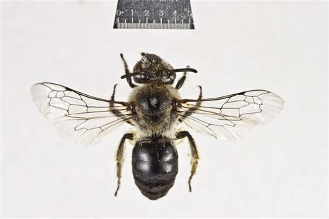 Colletidae - Washington's Native Bees