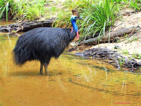 Report a Cassowary - Kuranda Conservation